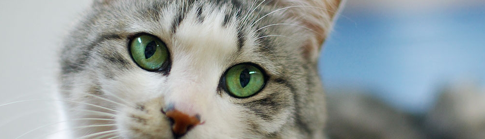 My Thoughts, Out Loud